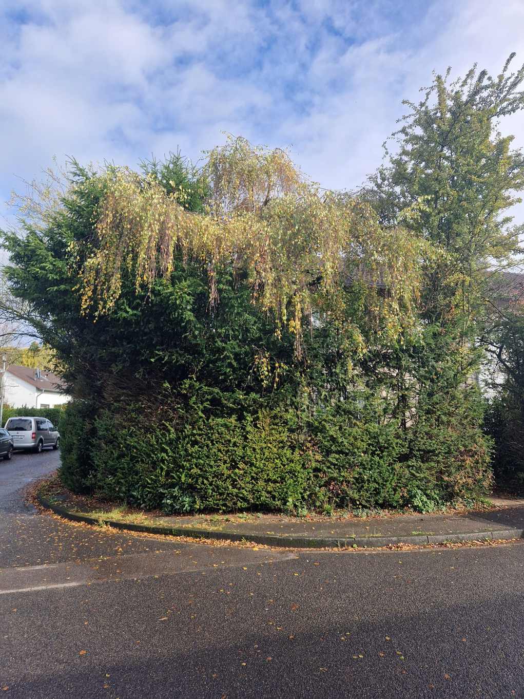 Dichter Strauch mit herabhängenden Zweigen über einer Hecke am Straßenrand
