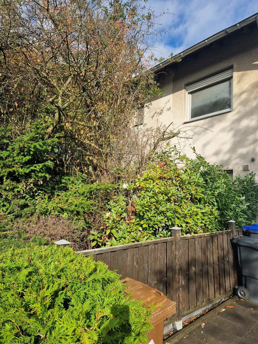 Dichter Bewuchs mit Sträuchern und Baum vor einem verputzten Wohnhaus hinter Holzzaun.