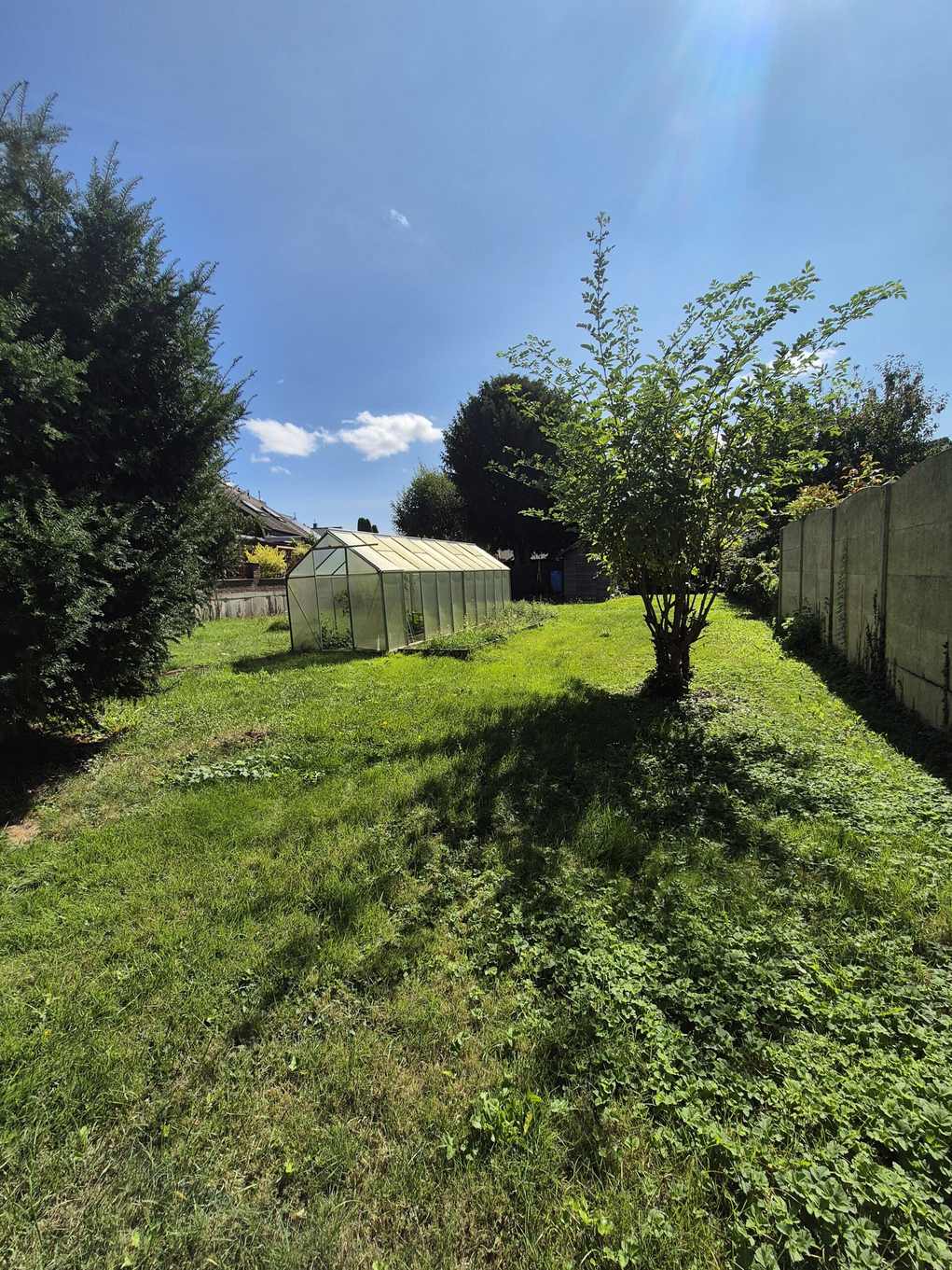 Überwucherter Garten mit Folientunnel, Obstbäumen und Betonzaun unter blauem Himmel.